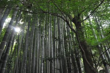 The filtering canopy of the bamboo grove