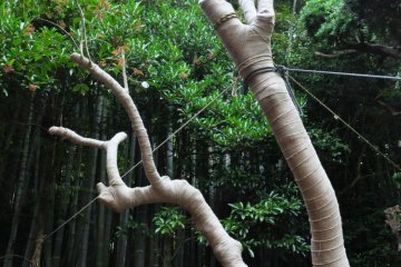 Extreme tree doctoring, zen-style