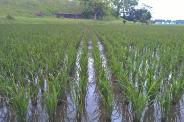 Les plants de riz après quelques semaines