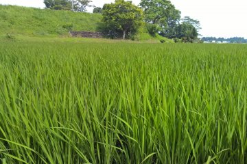 Quelques semaines plus tard, on peut voir les pointes brunes des brins de riz