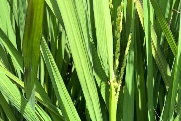 Après deux mois, les grains de riz commencent à apparaître