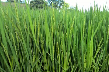 Les grains de riz deviennent plus gros