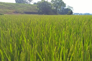 Le riz commence à mûrir