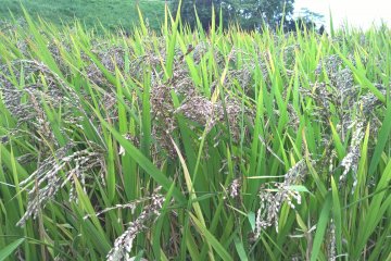 Contrairement au riz régulier, la balle du riz noir est brune