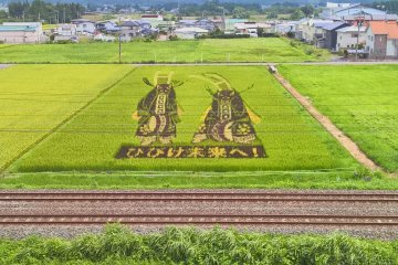 L'art de rizières est crée en plantant du riz de différentes couleurs pour former une image impressionnante 
