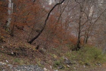 <p>Orange leaves will be the main tone of the path.</p>