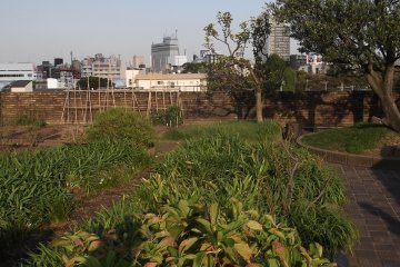 <p>The roof garden, still growing merrily now</p>