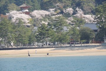 <p>Vue sur la "plage" et les cerisiers en fleurs depuis le Ferry</p>