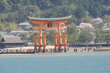 <p>L'&icirc;le est consid&eacute;r&eacute;e dans la religion shinto&iuml;ste, comme une &icirc;le sacr&eacute;e. Il n'y a ainsi ni naissance ni d&eacute;c&egrave;s sur l'&icirc;le. Comme il est interdit d'y abattre des arbres, Miyajima est couverte d'une for&ecirc;t luxuriante</p>