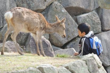 <p>Rencontre pleine de tendresse, comme &agrave; Nara, les daims sont en libert&eacute; et aiment se faire caresser</p>