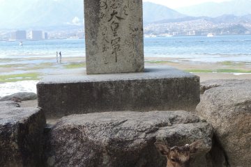 <p>Un daim au repos</p>