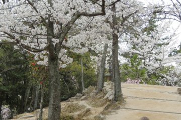 <p>Daim et cerisiers en fleurs</p>