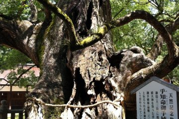 Ancient camphor tree