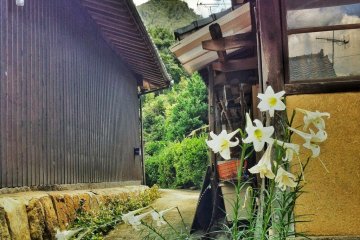 Lillies sprout from a bollard. Yonder mountain looks dry and rocky