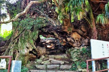 Wow! The path goes through a tree!