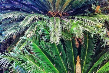 Luxurious sago palms in an abandoned garden