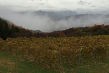 <p>Foggy valley in the distance as we looked out over the vines</p>