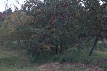 <p>Fuji apples in the vineyard's apple tree grove. Apples need to develop a bit more "mitsu" (honey) in the core before picking in October.</p>