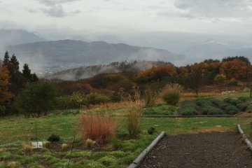<p>The garden path ends where the vineyard starts.</p>