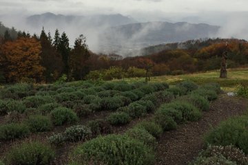 <p>The vines: Grapes are harvested. Come back next season!</p>