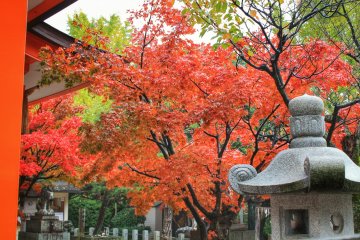 Autumn scene

