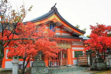 Red maple in front of the red temple

