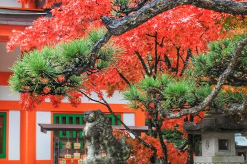 The green coniferous trees are in contrast with the red maple leaves

