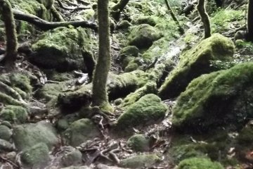 <p>It was up there I saw my wild deer</p>
