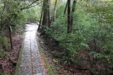 <p>There are some paved paths near the entrance</p>

