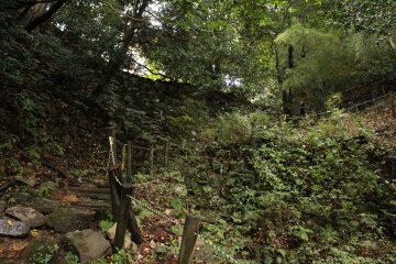 <p>One of the castle's walls emerges from the forest</p>
