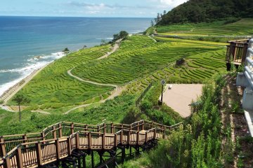 <p>Pemandangan dari puncak Persawahan Senmaida.</p>
