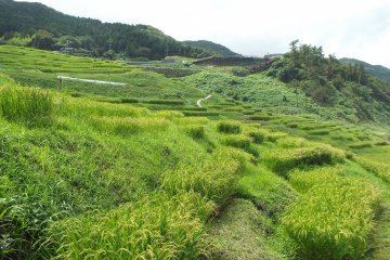 <p>Persawahan Senmaida dari bawah.</p>
