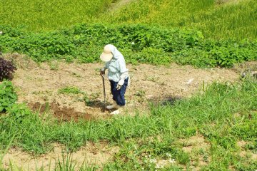 <p>Wanita bekerja di Senmaida.</p>

