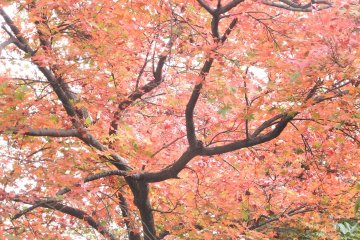 <p>Autumn colours!</p>

