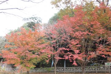 <p><span style="line-height: 20.8px;">Autumn colours!</span></p>

