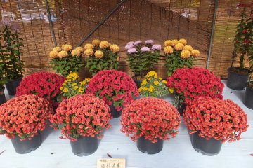 <p>Blooms of&nbsp;<span style="line-height: 20.8px;">Chrysanthemums</span></p>

