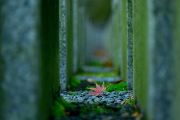 A fall leaf in the temple grounds