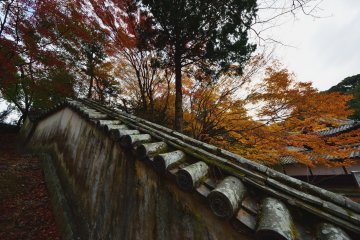 Old fence