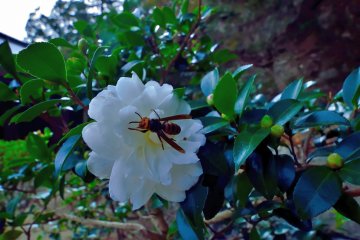 Camillia flowers on the temple grounds