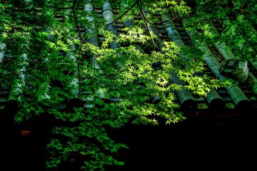 Fresh green leaves against the temple gate