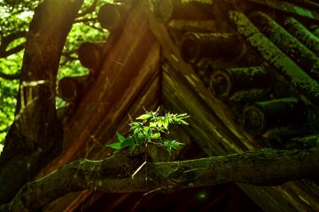 Foliage against the gate