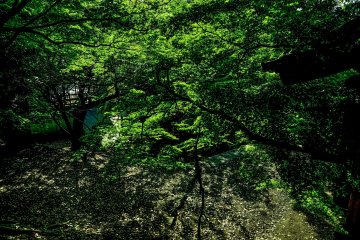 Temple grounds surrounded by new spring growth