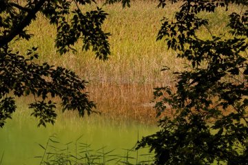 A yellow-green pond