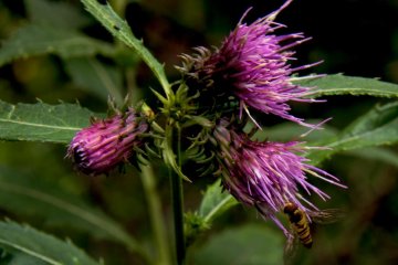 One of the many wild flowers along the nature trail