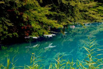 The strong minerals of the ponds bleach the low-hanging branches