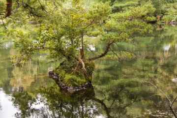 Mini island in a sea of greens