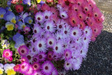 A flower lovers dream
