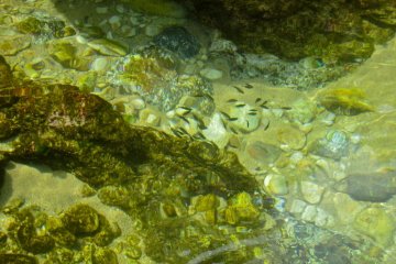 Fish at the mouth of the stream