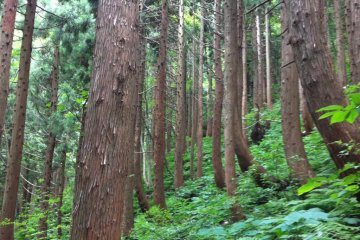 The red, brown and green of the forest on the way to the waterfall