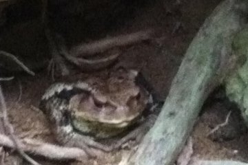 A well camouflaged toad, perched in a little hole at the side of the path, it was pretty big actually